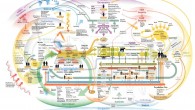 This is a pretty interesting infographic. This picture shows how different systems affect the food system. There are things such as politics, science, security, technology, and others that go through […]